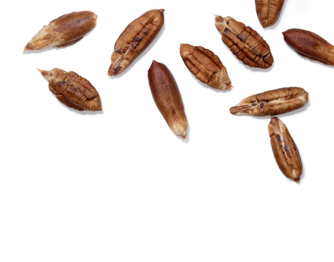 date seeds